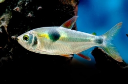 Exodon paradoxus