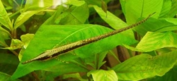 Farlowella acus