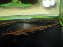 Farlowella platorynchus