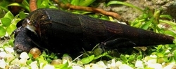 Faunus ater Black Devil Snail