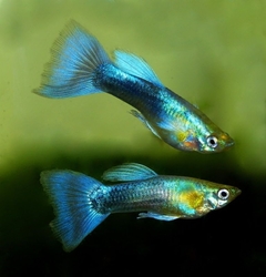 Poecilia reticulata - Metallic Blue - Male  