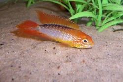 Apistogramma agassizi fire red