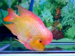 Flower horn cichlid gold 