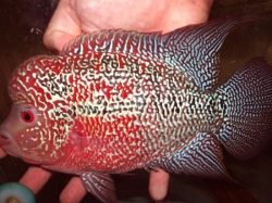 Flower horn cichlid red pearl