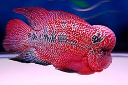 Flower horn cichlid red 