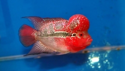 Cichlasoma sp. Flowerhorn Pearl Melon Super Red Big Hump  