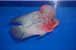 Cichlasoma sp. Flowerhorn Red Magma Big Hump