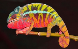 Furcifer pardalis ambilobe Male/Samec