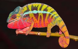 Furcifer pardalis ambilobe Pair/Pár