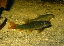 Garra ceylonensis 