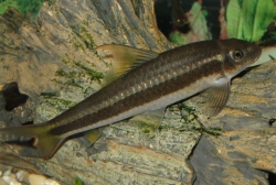 Garra taeniata/cambodgiensis