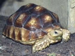 Geochelone sulcata