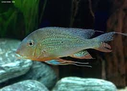 Geophagus altifrons "Cameta" Wild L