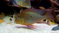 Geophagus altifrons Rio Negro Wild