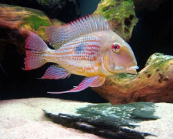 Geophagus altifrons