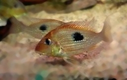 Geophagus camopiensis EU breed F1