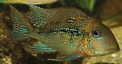 Geophagus mirabilis "Rio Aripuana" M