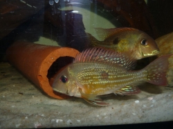Geophagus sp. "Rio negro" EU breed F2