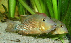 Geophagus steindachneri /honda