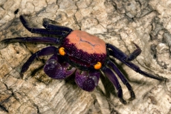 Geosesarma sp. vampire purple