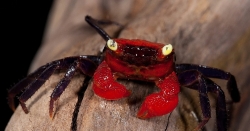 Geosesarma spec. Sulawesi Super Red Vampir Crab