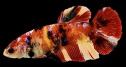 Betta spl. female Giant Nemo XL