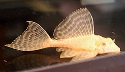 Pterygoplichthys gibbiceps Golden Albino - Glyptoper velkoploutvý zlatý albín