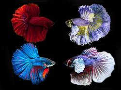 Betta splendens "Half moon Grade AAA"