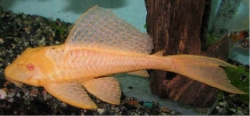 Glyptoperichthys gibbiceps Gold Albino