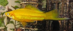 Xiphophorus helleri gold comet