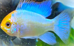  Papiliochromis ramirezi electric blue gold head