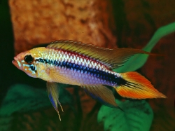 Apistogramma agassizi gold red