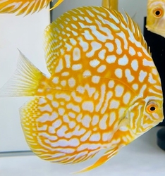 Symphysodon sp. Pigeon Yellow / Golden Panda (China grade AAA) XL  