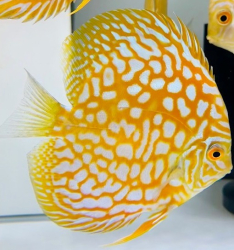Symphysodon sp. Pigeon Yellow / Golden Panda (China grade AAA) XL  