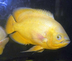 Astronotus ocelatus Golden yellow oscar 6-7 cm