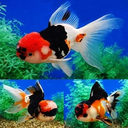 Carassius auratus "Goldfish - Oranda Lion Head  Tricolor" AAA XL