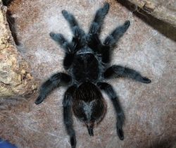 Grammostola actaeon