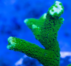 Montipora digitata green - Frag