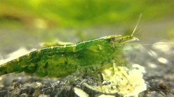 Neocaridina davidi green jade