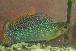 Poecilia latipina Green Molly  