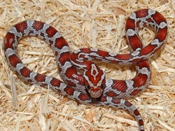 Elaphe guttata crimson