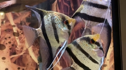 Pterophyllum sp. Essequibo Red Spotted Guyana German breed M