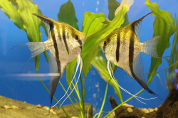 Pterophyllum sp. Essequibo Red Spotted Guyana EU breed L/XL