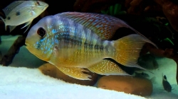 Gymnogeophagus balzani