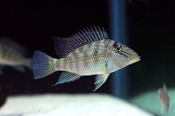 Gymnogeophagus(Satanoperca) jurupari