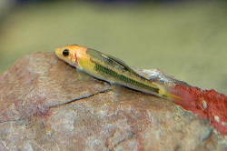 Gyrinocheilus aymonieri black gold