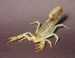 Hadrurus arizonensis