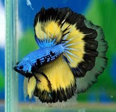 Betta splendens m halfmoon