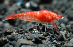 Halocaridina	rubra (brackish water)