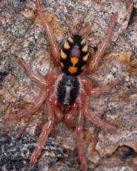 Hapalopus formosus